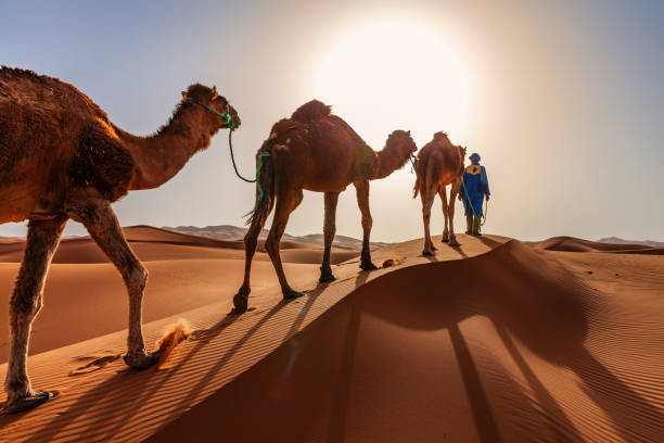 Tour di 12 giorni delle città imperiali del Marocco da Casablanca